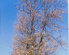 Royals_0011 Ash tree at Melson Memorial Ground planted at 1935 Jubilee