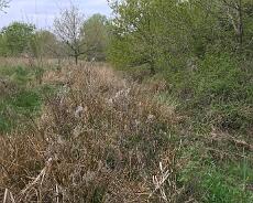 Lapworth Wharf cut Remains of the old cut to the Lapworth Wharf running alongside Wharf