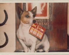 20131117_0022 Maud Barlow's Jack Russell dog