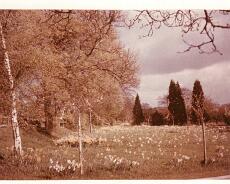 img20211207_0088 Garden of The Bell House 1957