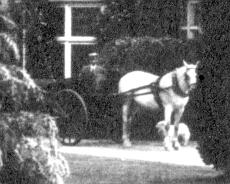 PandTrap Rokey the Horse