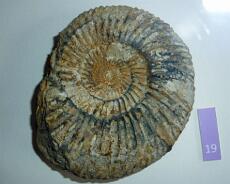 P1020059 Insect fossil collected by Rev PB Brodie (In Warwick Museum)